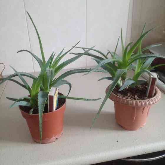 Продам столетник сорт советских времен Донецк