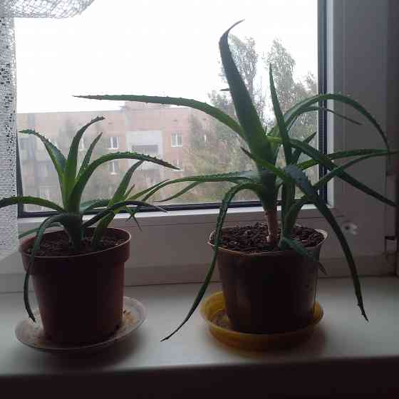 Продам столетник сорт советских времен Донецк