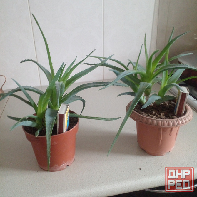 Продам столетник сорт советских времен Донецк - изображение 1