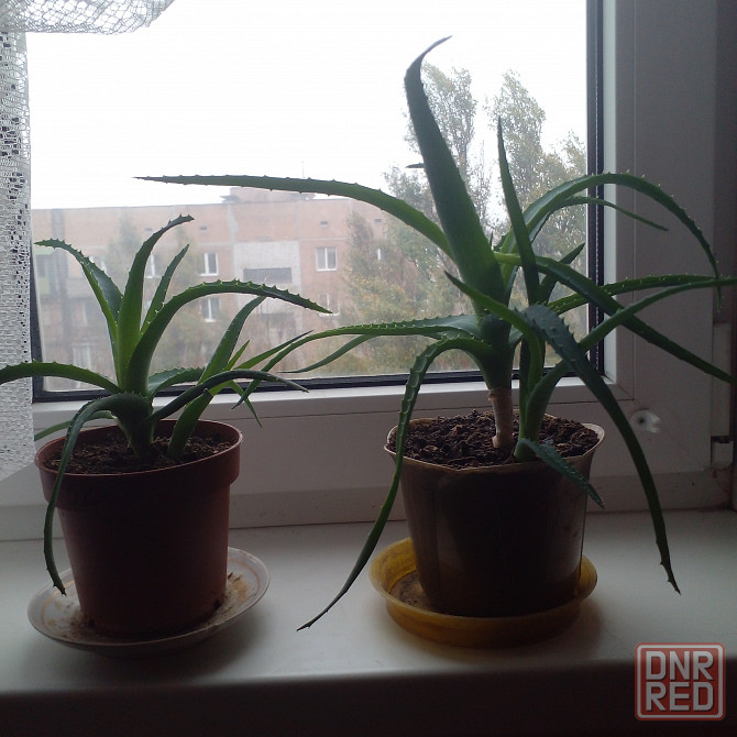 Продам столетник сорт советских времен Донецк - изображение 1