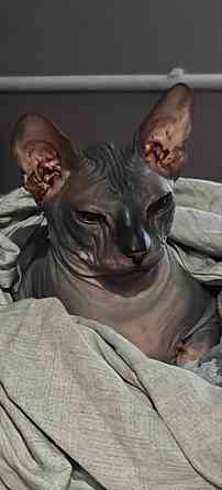 Вязка донской сфинкс Мариуполь