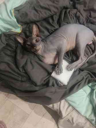 Вязка донской сфинкс Мариуполь