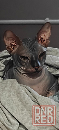 Вязка донской сфинкс Мариуполь - изображение 2