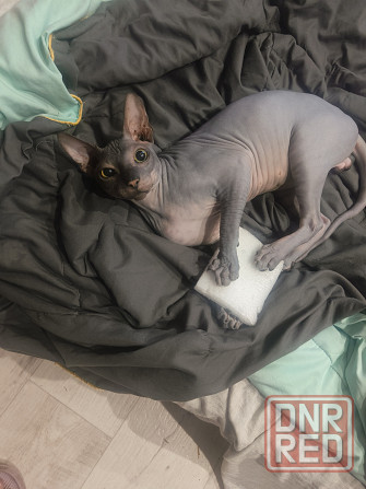 Вязка донской сфинкс Мариуполь - изображение 1