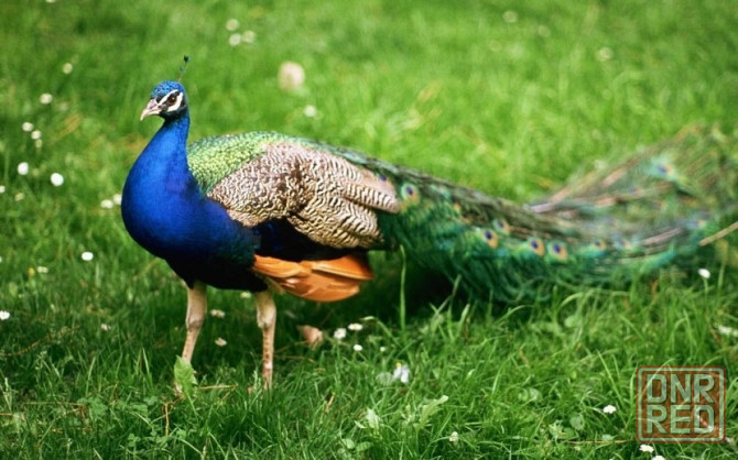 Продам пару павлинов Макеевка - изображение 1