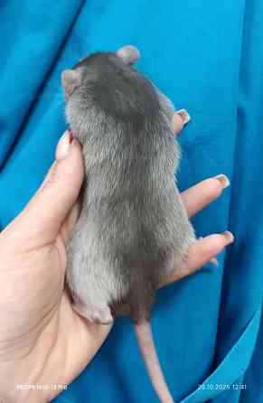 Мальчишка Дамбо Донецк