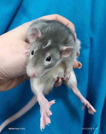 Мальчишка Дамбо Донецк