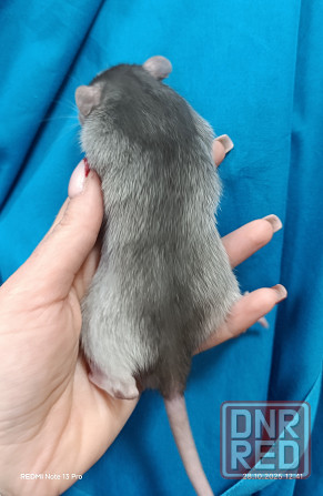 Мальчишка Дамбо Донецк - изображение 2