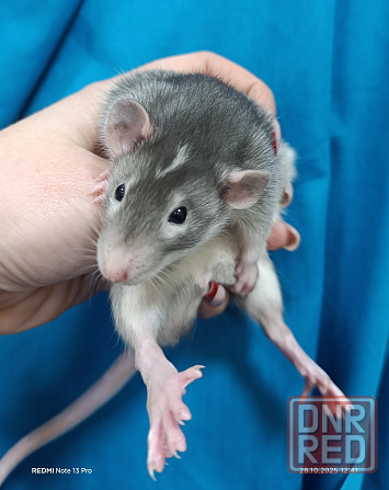 Мальчишка Дамбо Донецк - изображение 1