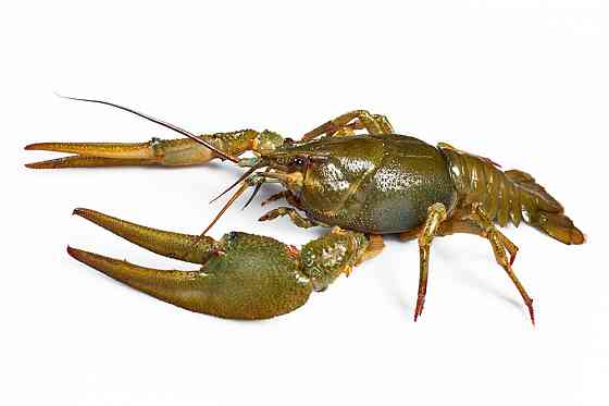 продам раков Донецк