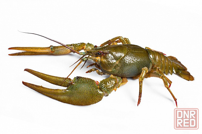 продам раков Донецк - изображение 1