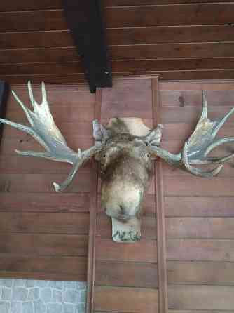 Чучело (Рога Лося) Донецк