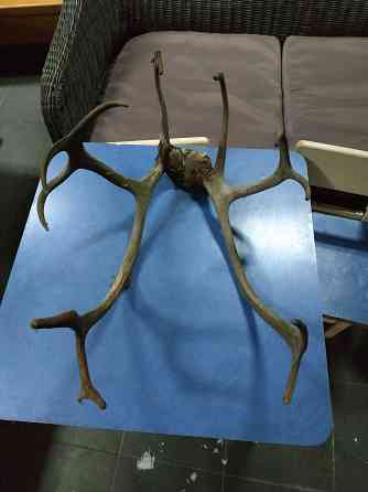 Чучело (Рога Лося) Донецк