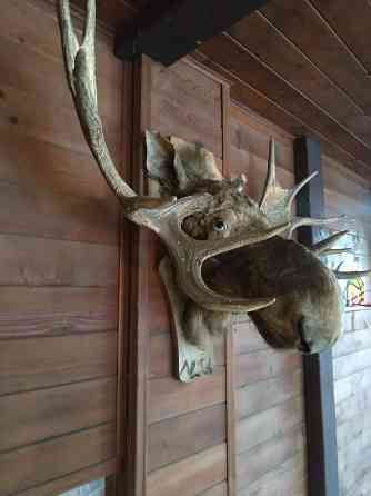 Чучело (Рога Лося) Донецк