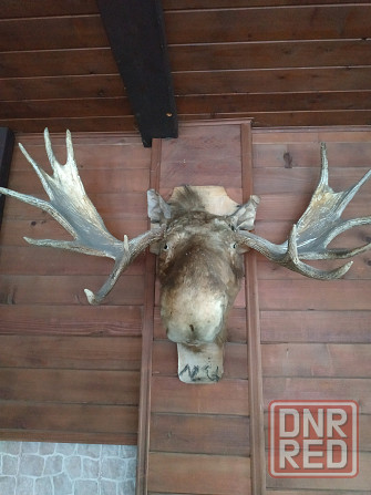 Чучело (Рога Лося) Донецк - изображение 1