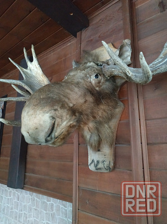 Чучело (Рога Лося) Донецк - изображение 2