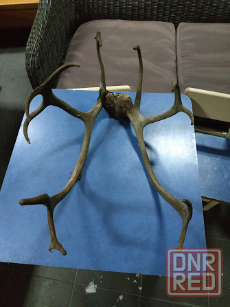 Чучело (Рога Лося) Донецк - изображение 4