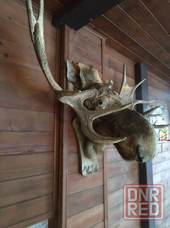 Чучело (Рога Лося) Донецк - изображение 3