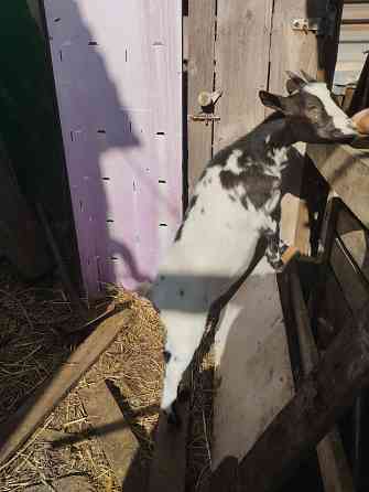 Камерунская козочка Мариуполь