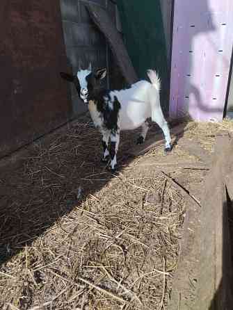 Камерунская козочка Мариуполь