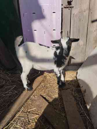 Камерунская козочка Мариуполь