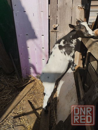 Камерунская козочка Мариуполь - изображение 2