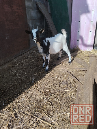 Камерунская козочка Мариуполь - изображение 1