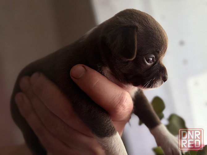 Доступны для бронирования Донецк - изображение 1