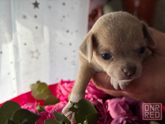 Доступны для бронирования Донецк - изображение 4