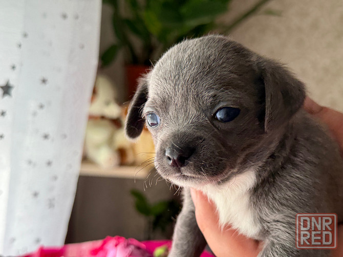 Доступны для бронирования Донецк - изображение 5