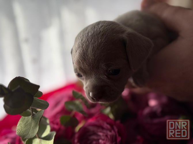 Доступны для бронирования Донецк - изображение 3