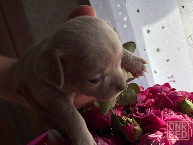 Доступны для бронирования Донецк - изображение 2