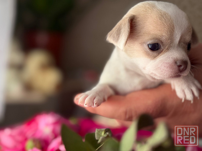 Доступны для бронирования Донецк - изображение 6