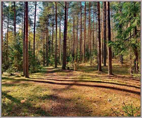 Земля жс в лесу у реки дон под строительство коттеджного поселка и базы отдыха Липецк