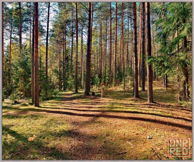 Земля жс в лесу у реки дон под строительство коттеджного поселка и базы отдыха Липецк - изображение 5