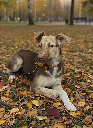 Щенок в добрые руки Донецк