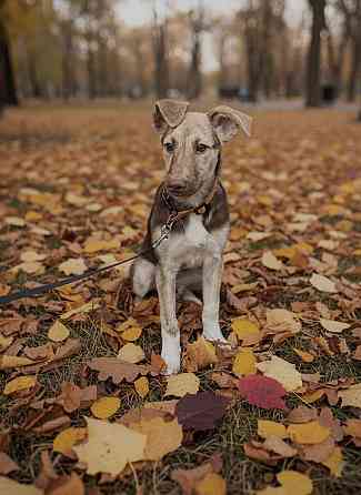 Щенок в добрые руки Донецк