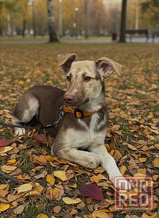 Щенок в добрые руки Донецк - изображение 2