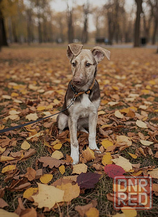 Щенок в добрые руки Донецк - изображение 3