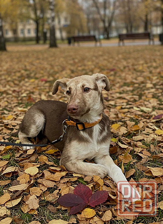 Щенок в добрые руки Донецк - изображение 1