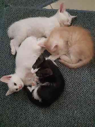 Раздаем котят Донецк