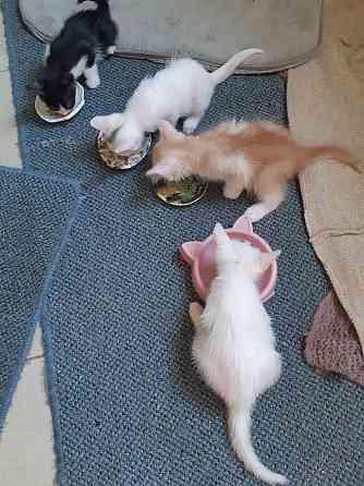 Раздаем котят Донецк