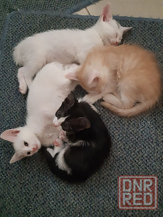 Раздаем котят Донецк - изображение 2