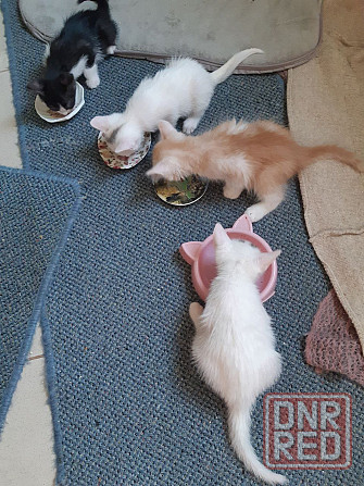 Раздаем котят Донецк - изображение 1