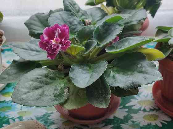 Фиалка сортовая Морозная вишня (Морев) Донецк