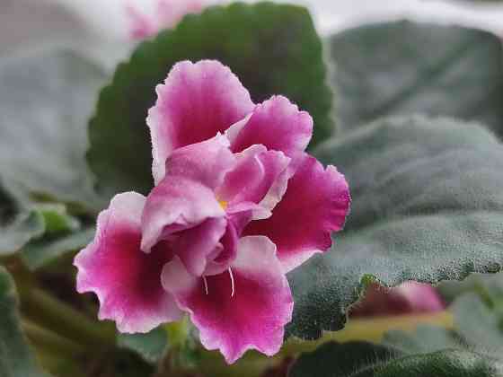 Фиалка сортовая Морозная вишня (Морев) Донецк