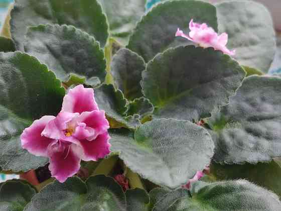 Фиалка сортовая Морозная вишня (Морев) Донецк