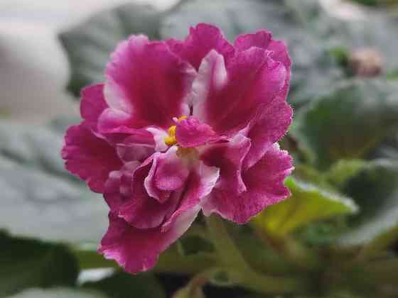 Фиалка сортовая Морозная вишня (Морев) Донецк