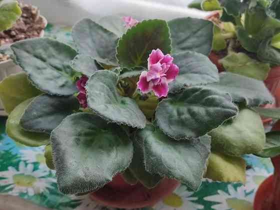 Фиалка сортовая Морозная вишня (Морев) Донецк