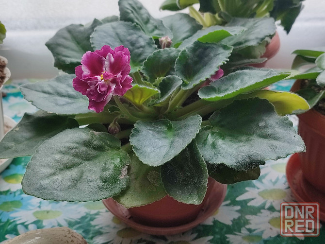 Фиалка сортовая Морозная вишня (Морев) Донецк - изображение 3